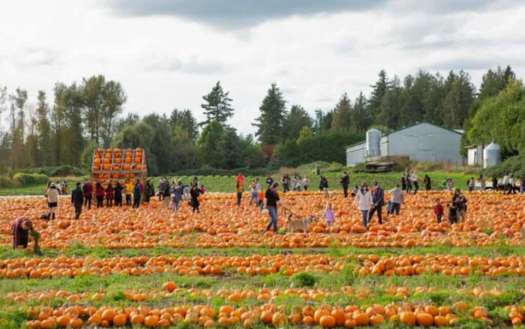 people picking pumpkins at mann farms