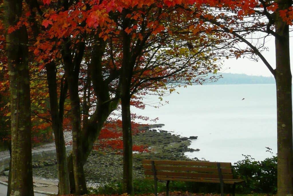 maple trees and a lake in Vancouver