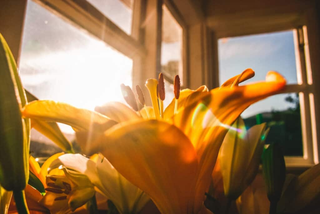 lens flare flower bloom in sunlight